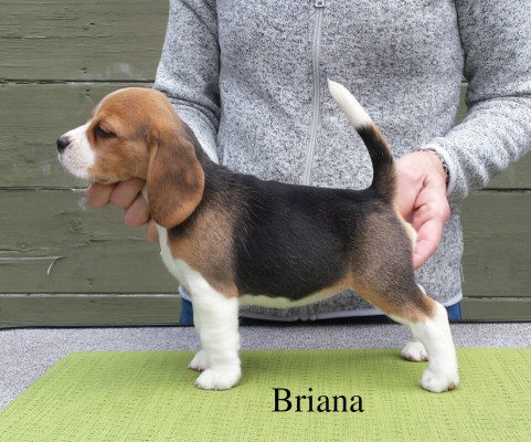 "Briana" has found a great show home in southern Idaho. We look forward to big things from this little girl.