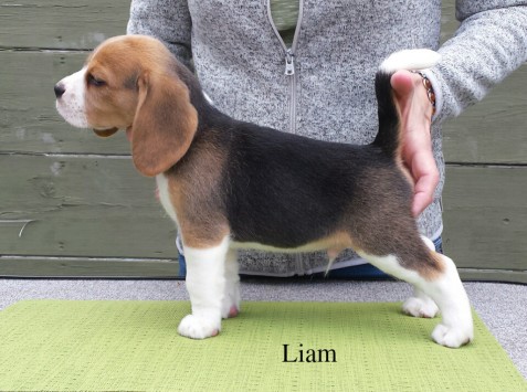"Oliver" (formerly "Liam"), Talbot Hill Kinsglo Twist in the Road at 7 weeks. "Oliver" is owned by Serena Soares and co-owned by Talbot Hill and Kinsglo.